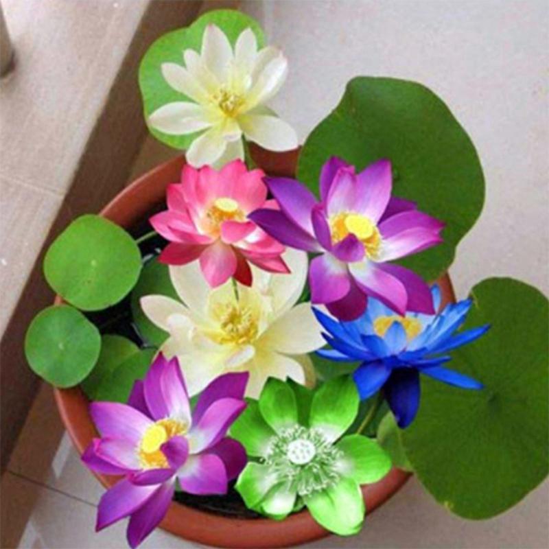 Hạt giống hoa Sen nhật mini Mix Golden Seeds 5 Hạt