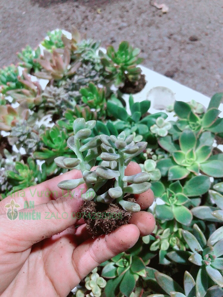 Sen đá mini-Quà Tặng-Giao Ngẫu Nhiên