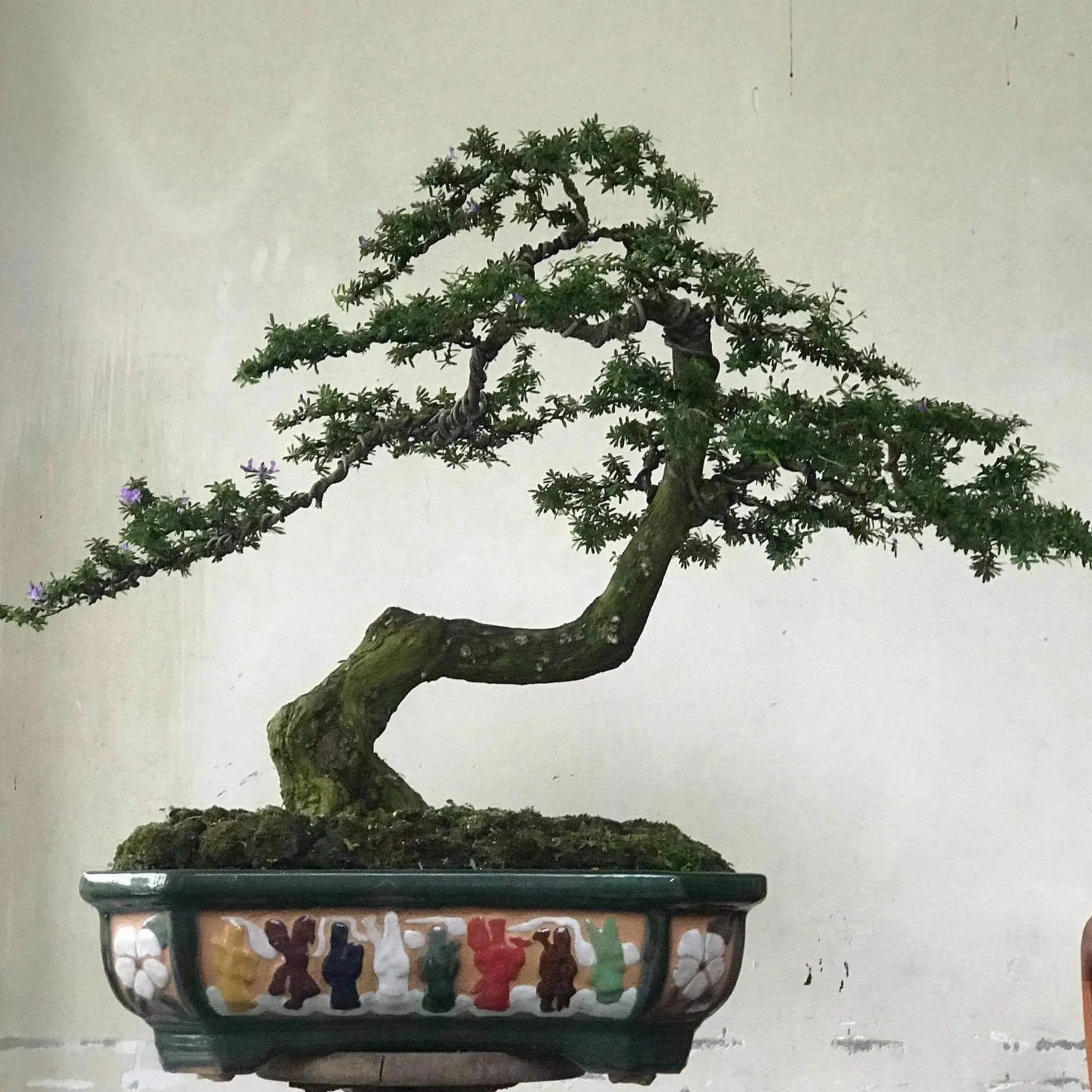 Cây Linh Sam bonsai dáng huyền