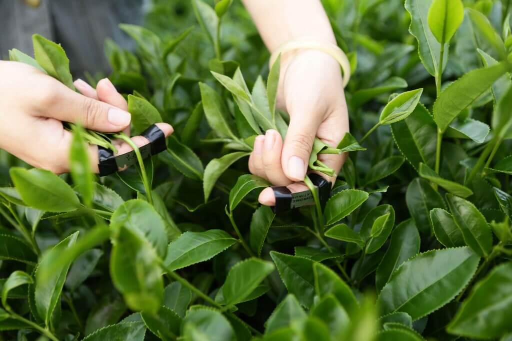 Trà Ô Long Thuần Long Đỉnh gói 250 gram