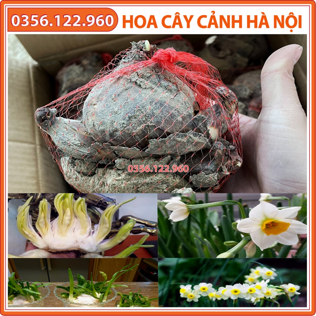 Củ hoa thủy tiên đẹp, củ to, mẫm, không sâu bệnh, mầm khỏe, sống 100%