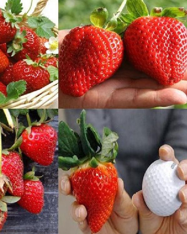 Hạt giống dâu tây đỏ khổng lồ ( 50 hạt/Kèm gói kích thích hạt nảy mầm )