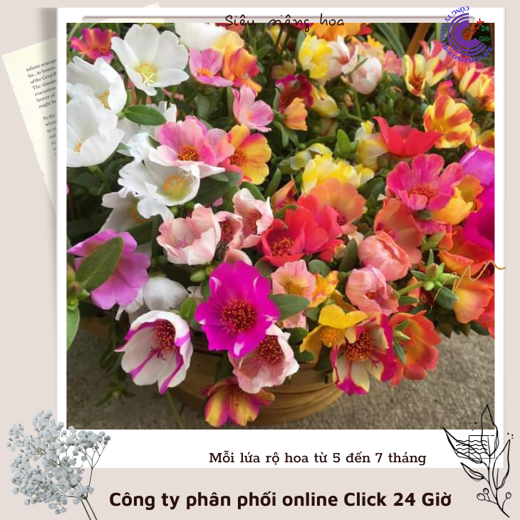 Cành giống hoa sam thái phượng vàng màu 170 hoa mười giờ sam đơn thái 0776849238