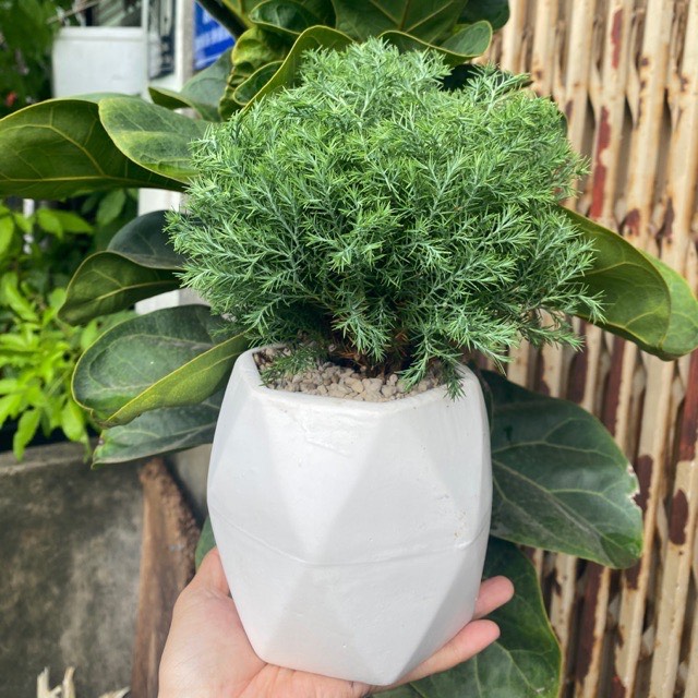 TÙNG BỒNG LAI - HÀNG NHẬP TẶNG CHẬU ĐỂ BÀN