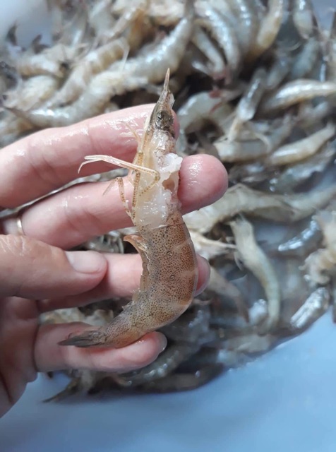 Mắm Tép trộn đu đủ 500gr - Mắm Cô Linh