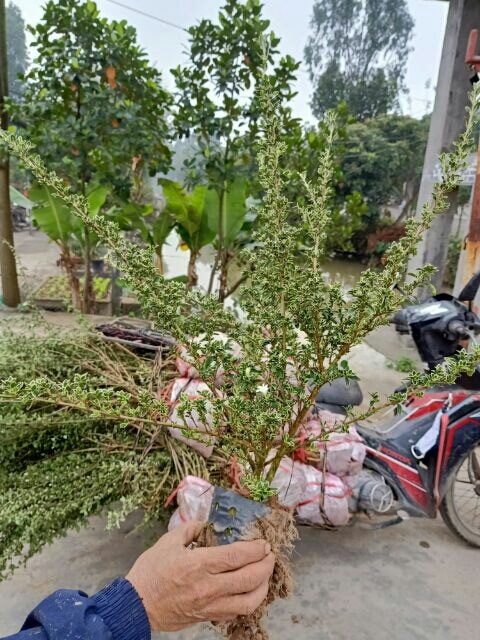 (FREESHIP Từ 50K) Cây bạch tuyết mai bonsai