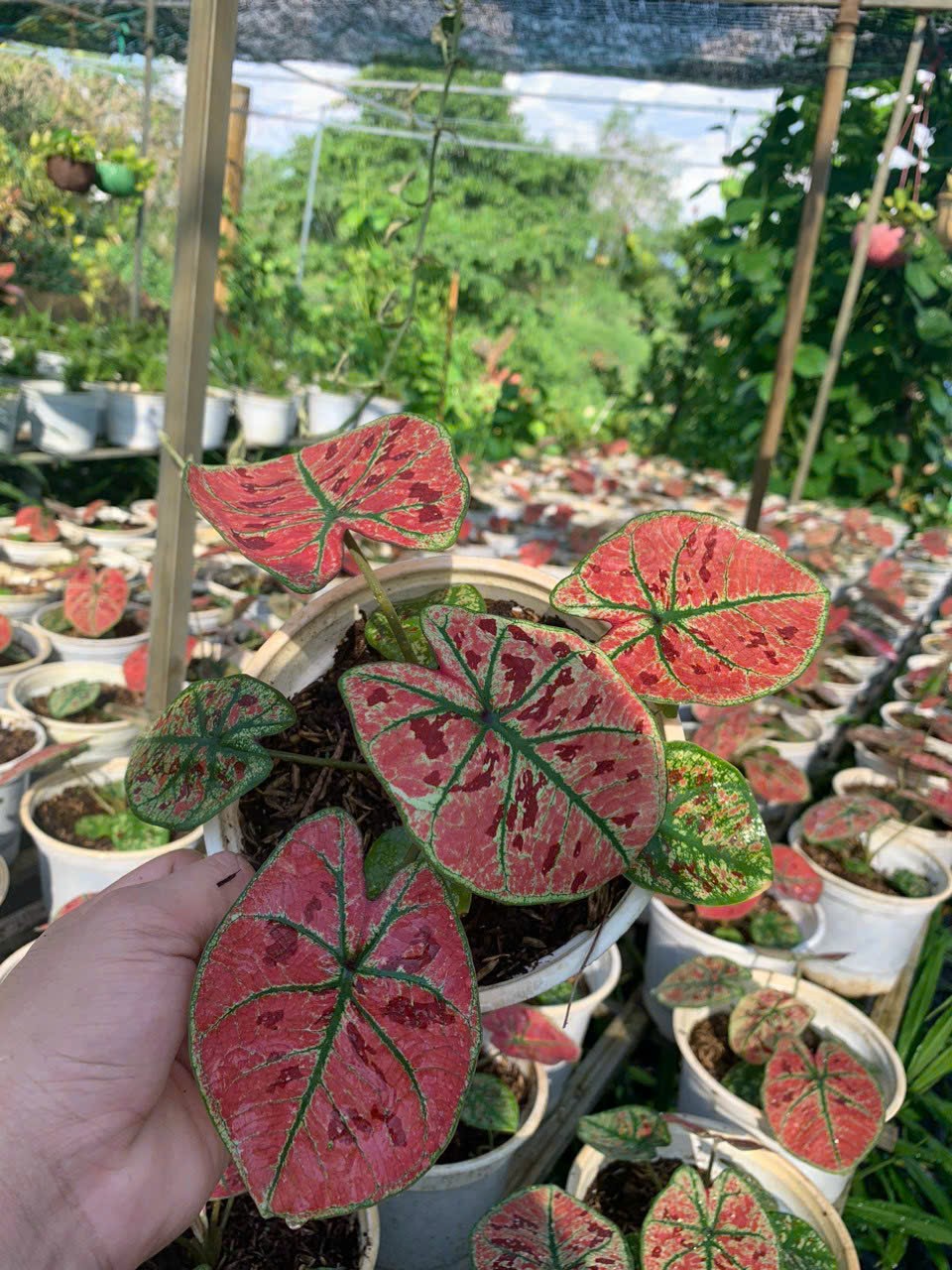 Cây giống Môn Dâu Tây Đỏ - Red Strawberry Caladium