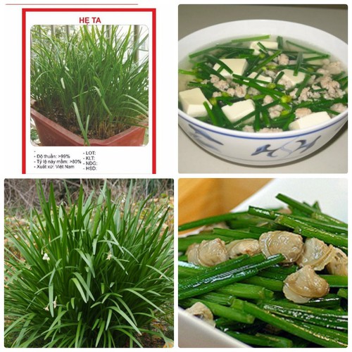 Hạt giống rau hẹ lá cao sản F1 - Gói 2gram ( 600 hạt )