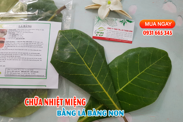 Lá Bàng  Tươi 1KG - Dược Liệu Thanh Bình