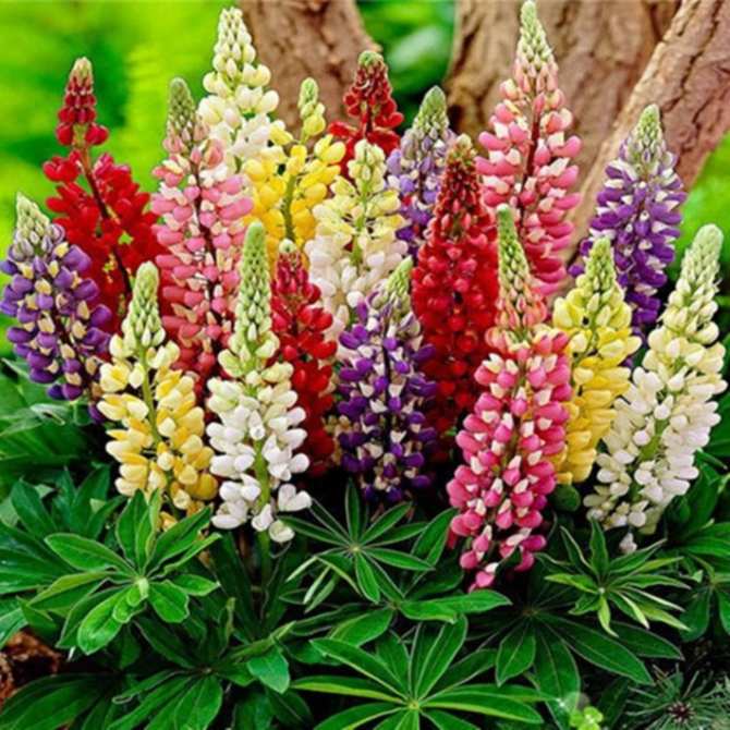 Hạt Giống Hoa Đậu Lupin