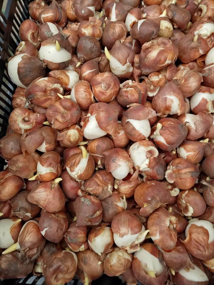 Combo 5màu củ hoa TuLip (5 mầu ngẫu nhiên)