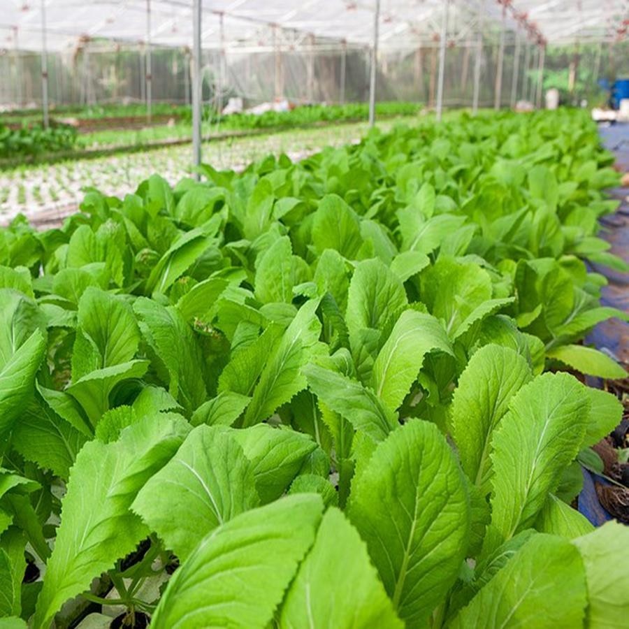 Hạt Giống Rau Cải Mơ Lùn  - gói 20gram