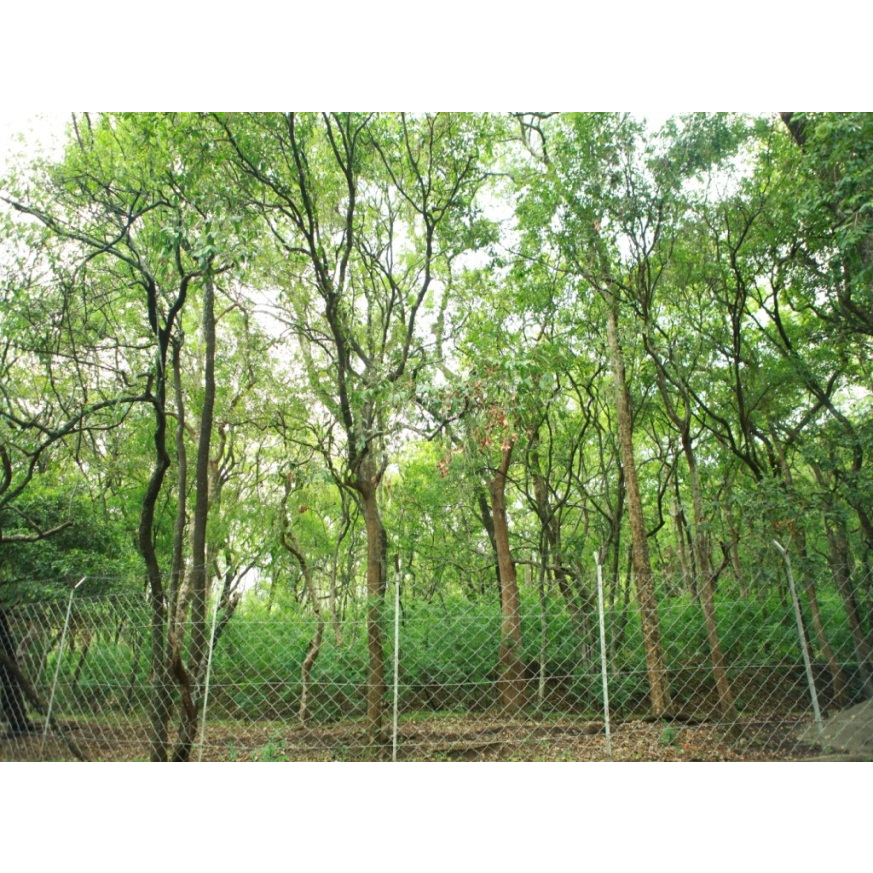 cây giống đàn hương trắng Ấn độ