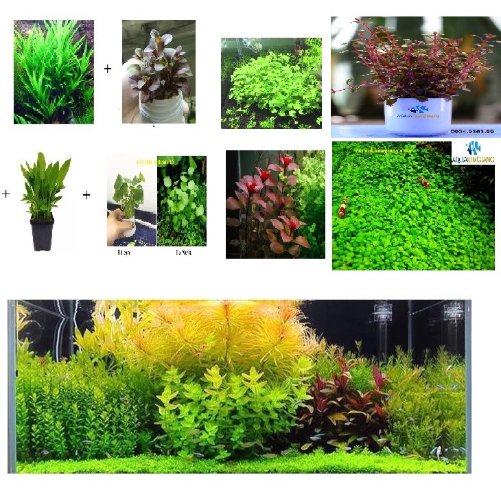 Combo 8 loại cây thủy sinh cắt cắm đẹp dùng cho bể có nền