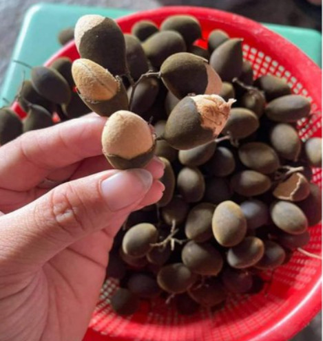 Combo 2 ký Say Nhung Rừng