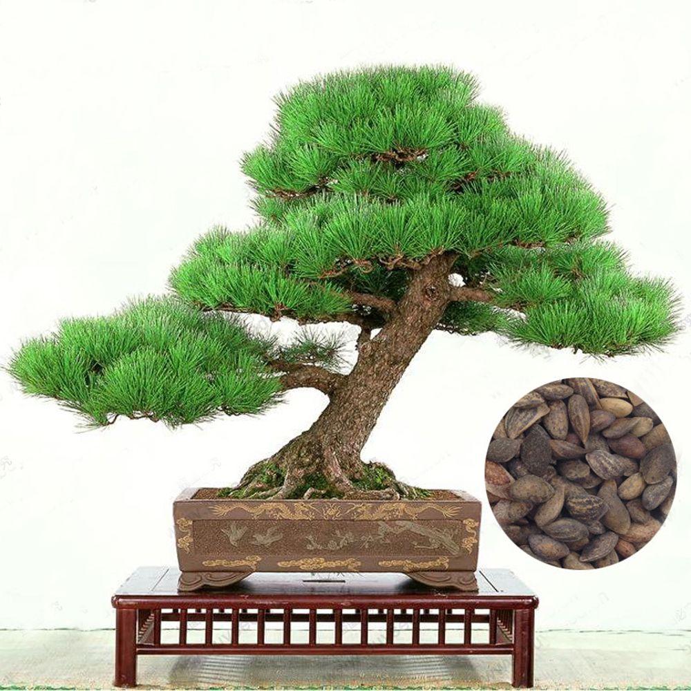 [5 packs] - Japanese pine seeds