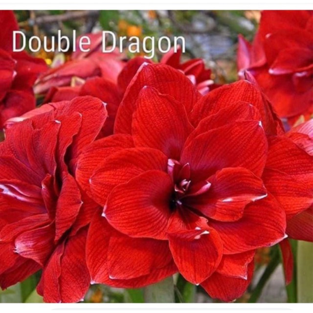 Củ Huệ Double Dragon