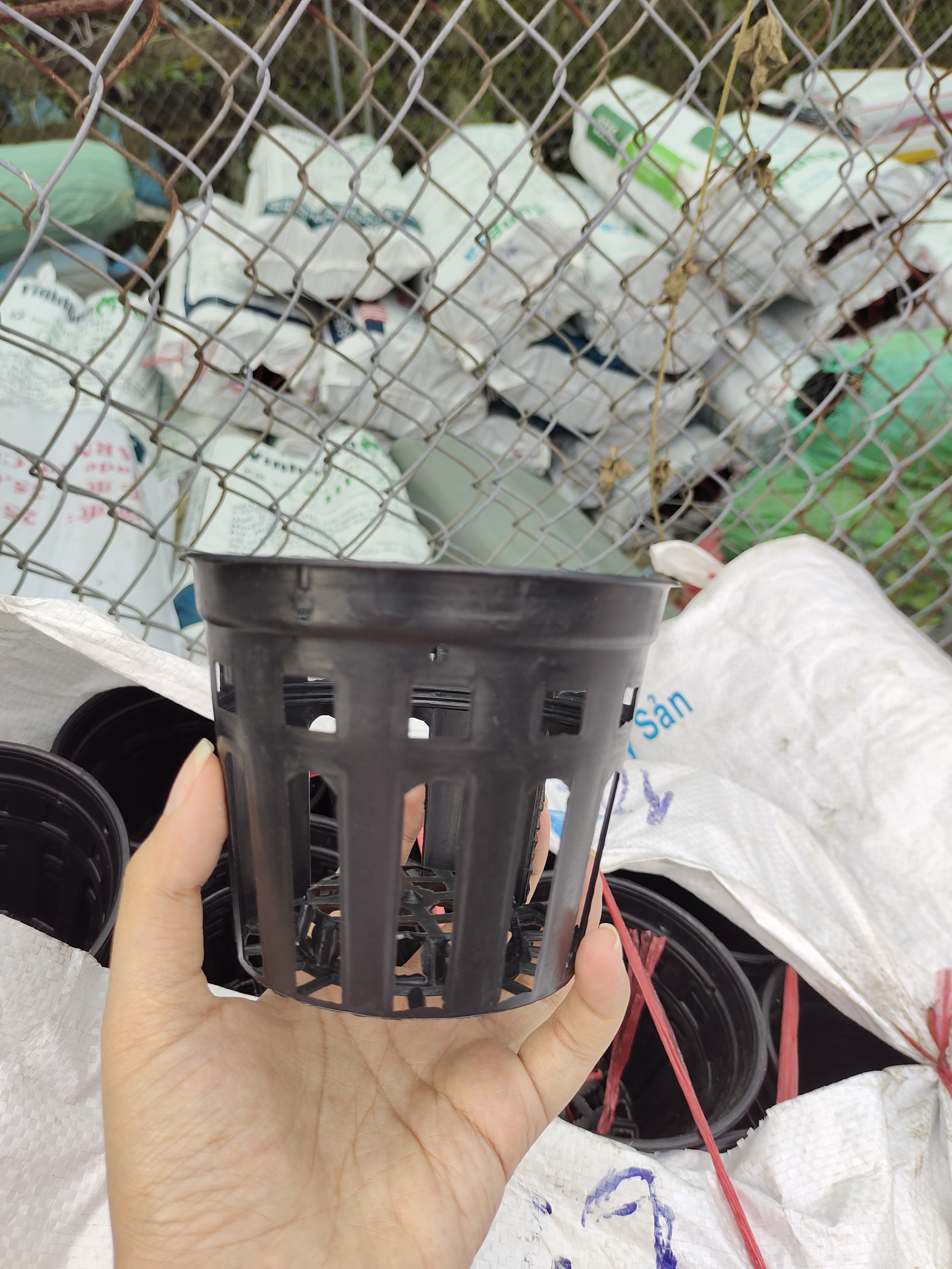 Combo 10 chậu nhựa trồng lan Phi 12cm