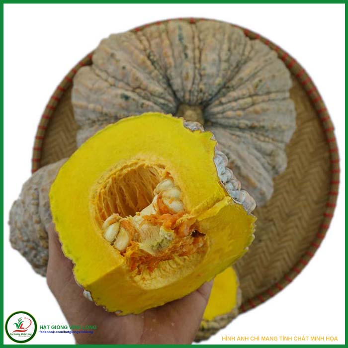 Hạt giống Bí đỏ da cóc RD 565 - 5 hạt