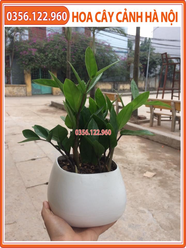 Cây kim tiền để bàn - cây cảnh trang trí