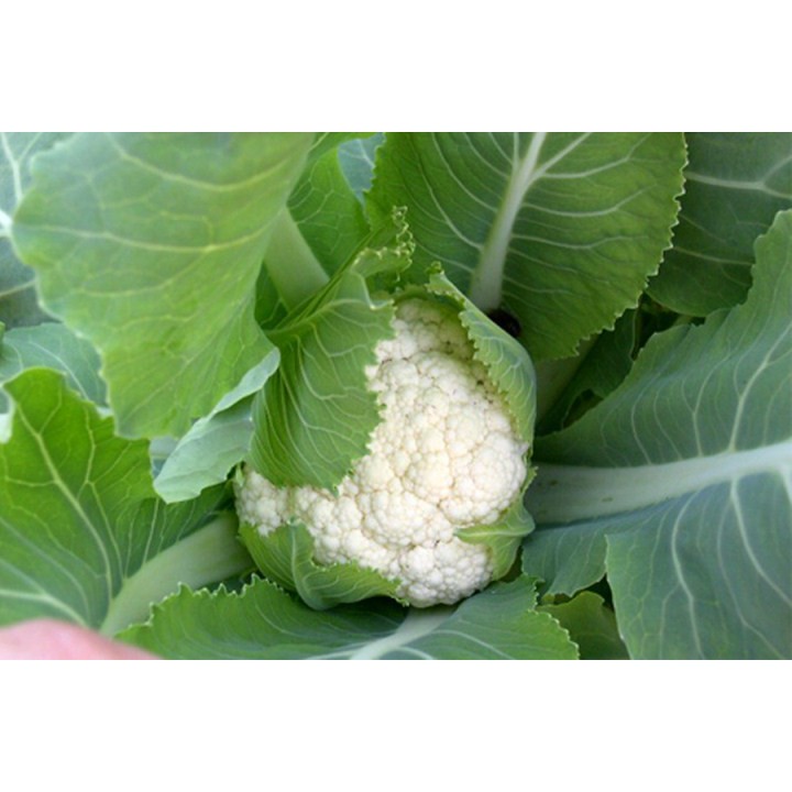 Hạt Giống Sup Lơ Trắng 5Gr Khoảng 300 Hat