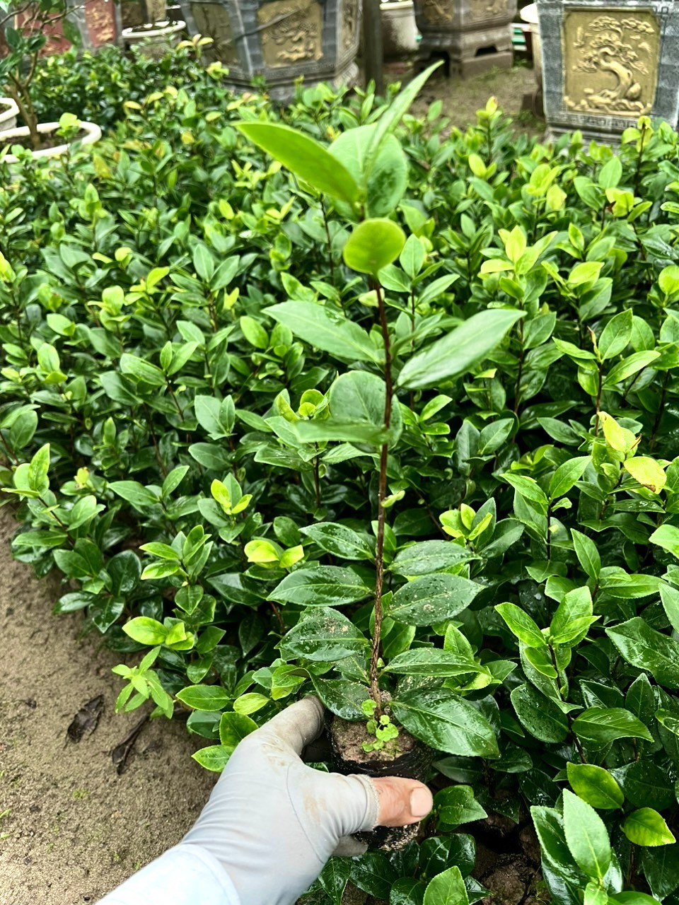 Cây trà my giống đỏ trà cao 20cm (ảnh thật số 2)