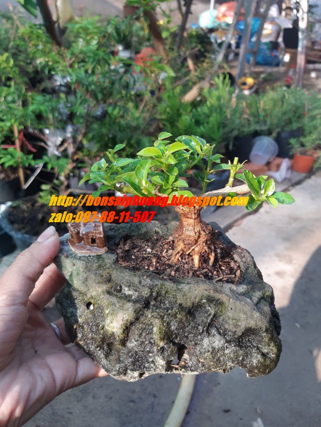 sam hương mini hòn non bộ