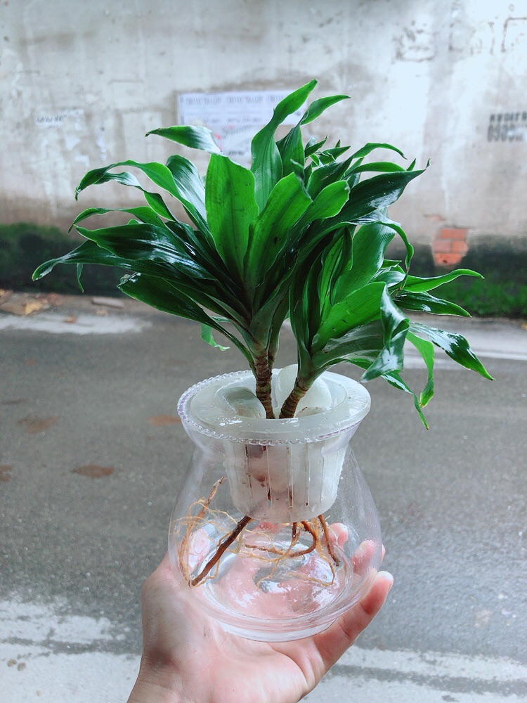 Chậu Cây Phát Tài Thuỷ Sinh