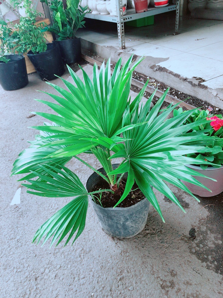 Cây Cọ Kiểng
