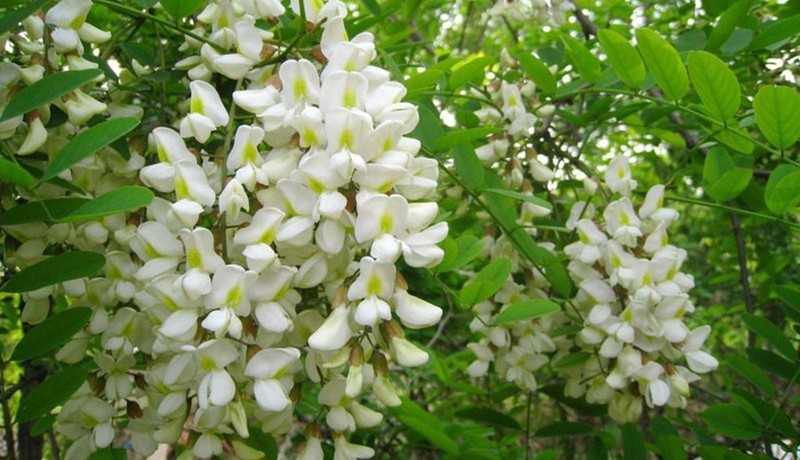 COMBO 2 CÂY GIỐNG CÂY HOA HÒE (HÒE HOA),