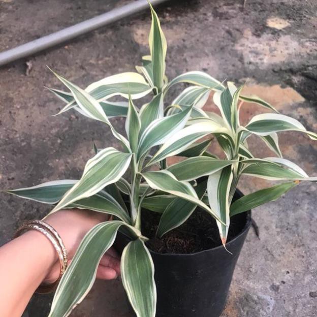 CÂY PHÁT TÀI SỌC NHÀ VƯỜN
