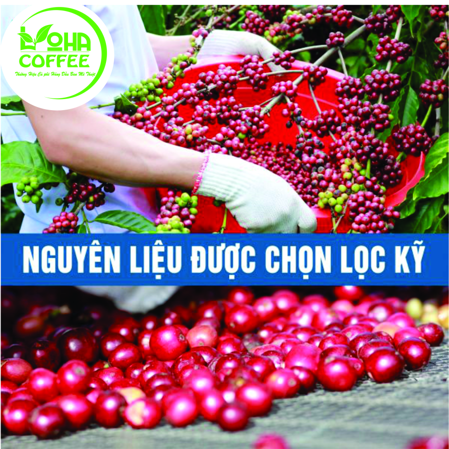 500gr Cà Phê Hạt Arabica Đà Lạt Rang Mộc Dạng Hạt Pha Máy -LOHA COFFEE