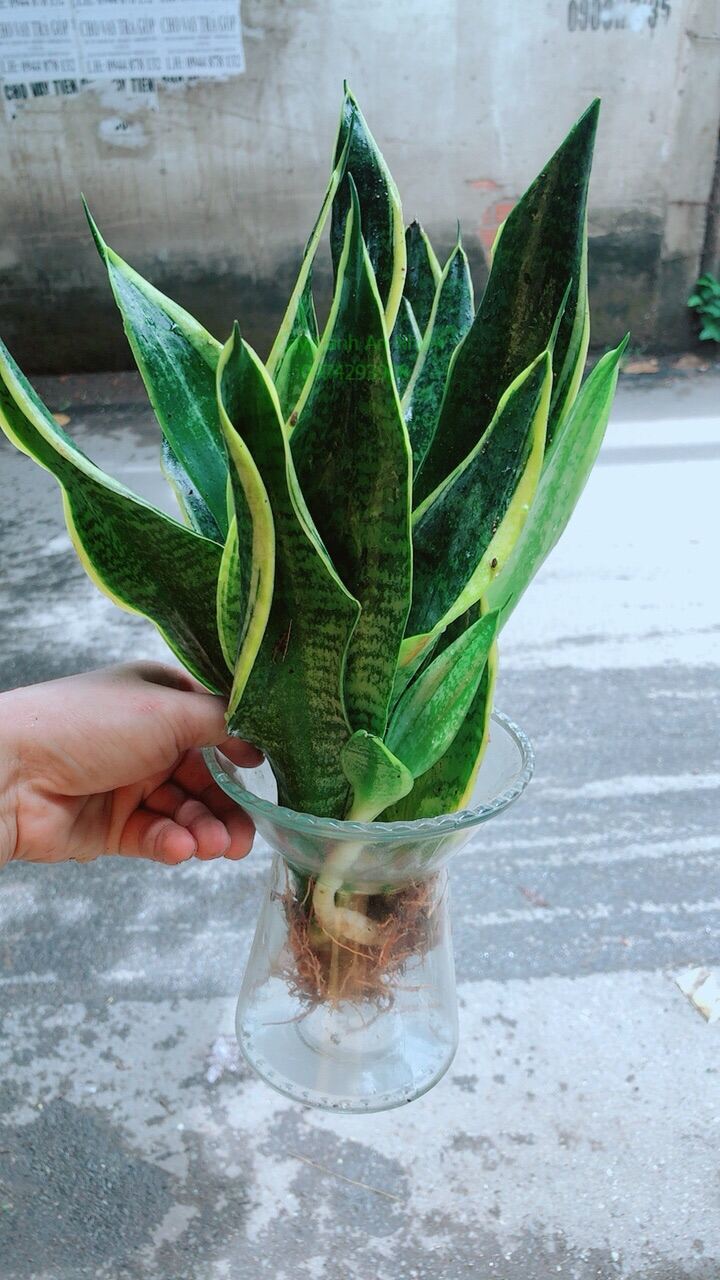 Chậu lưỡi hổ thuỷ sinh