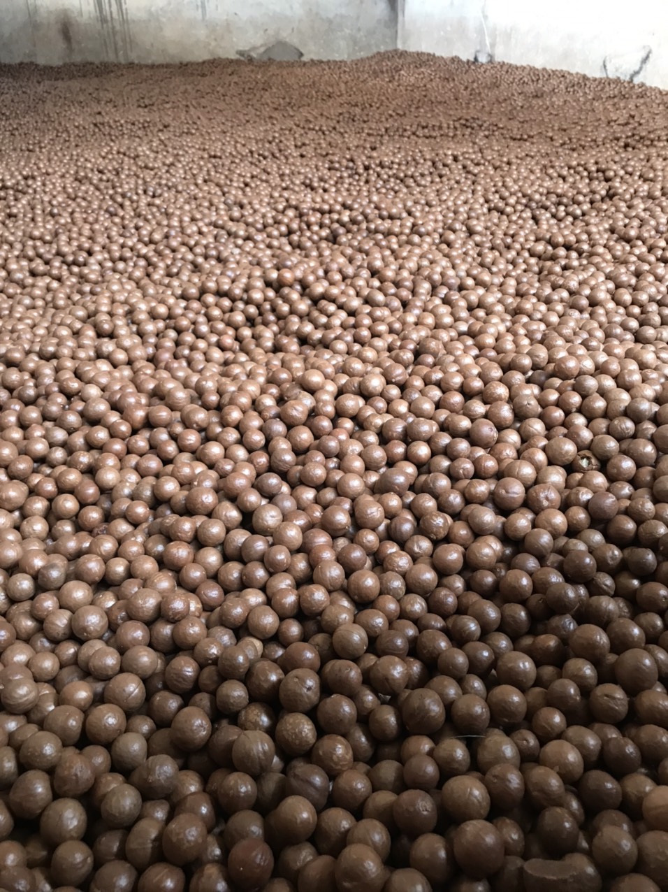 500 Gr Hạt Macca Daklak