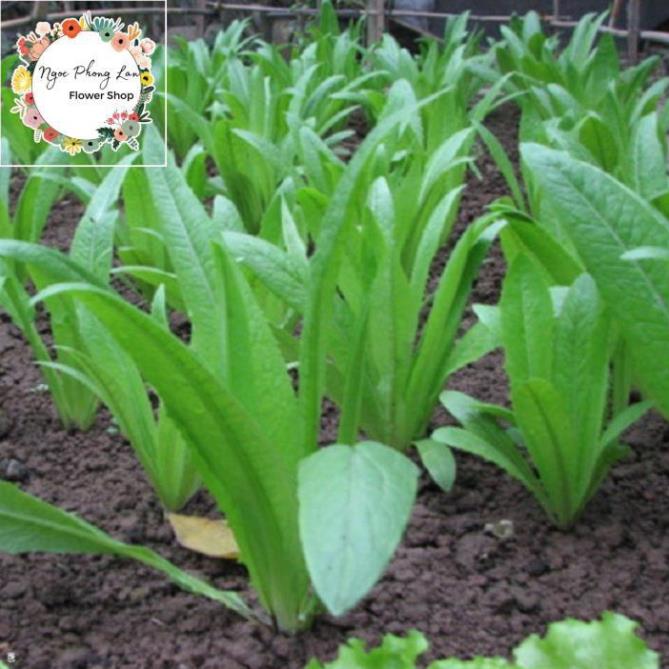 Giống Rau Cải Nhíp - Gói 10 Gram