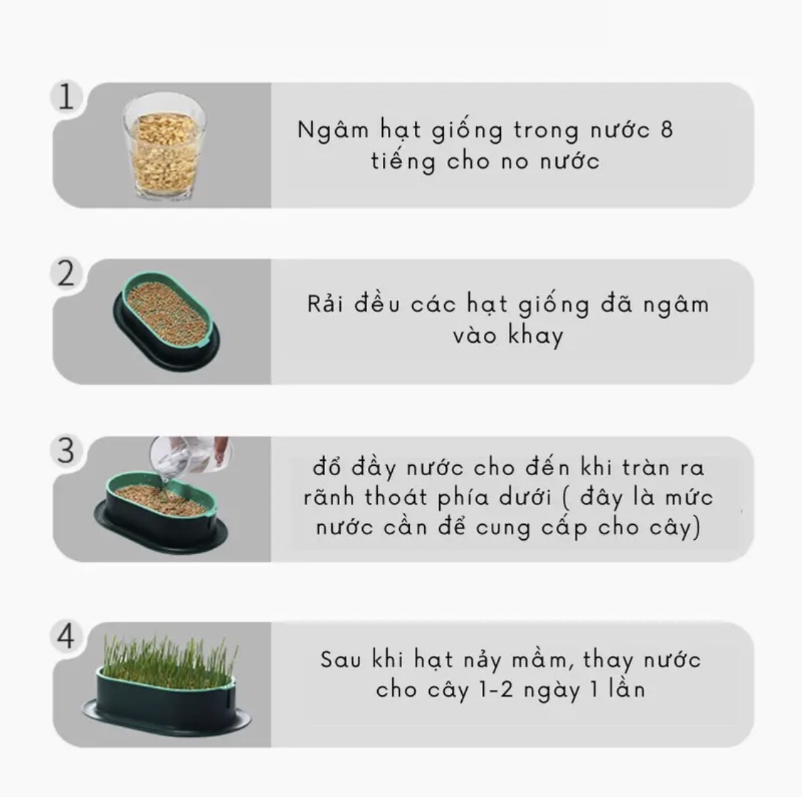 Khay trồng cỏ mèo thủy sinh