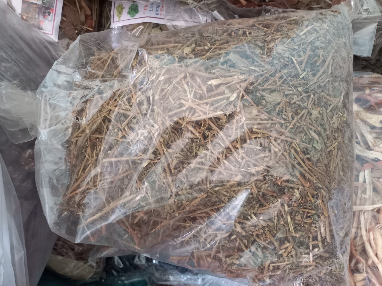 Cao cà gai leo quảng trị