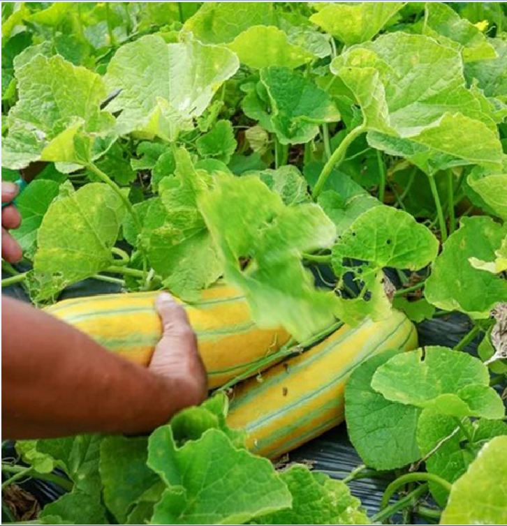 Hạt Giống Dưa Gang Cao Sản - Gói 0.5gram ( 30 - 50 hạt )