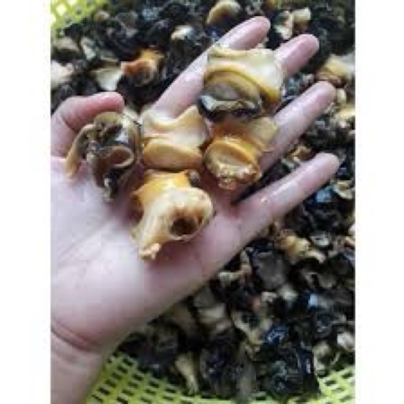 ￼Ruột ốc bưu làm sạch 1kg (giao tphcm)