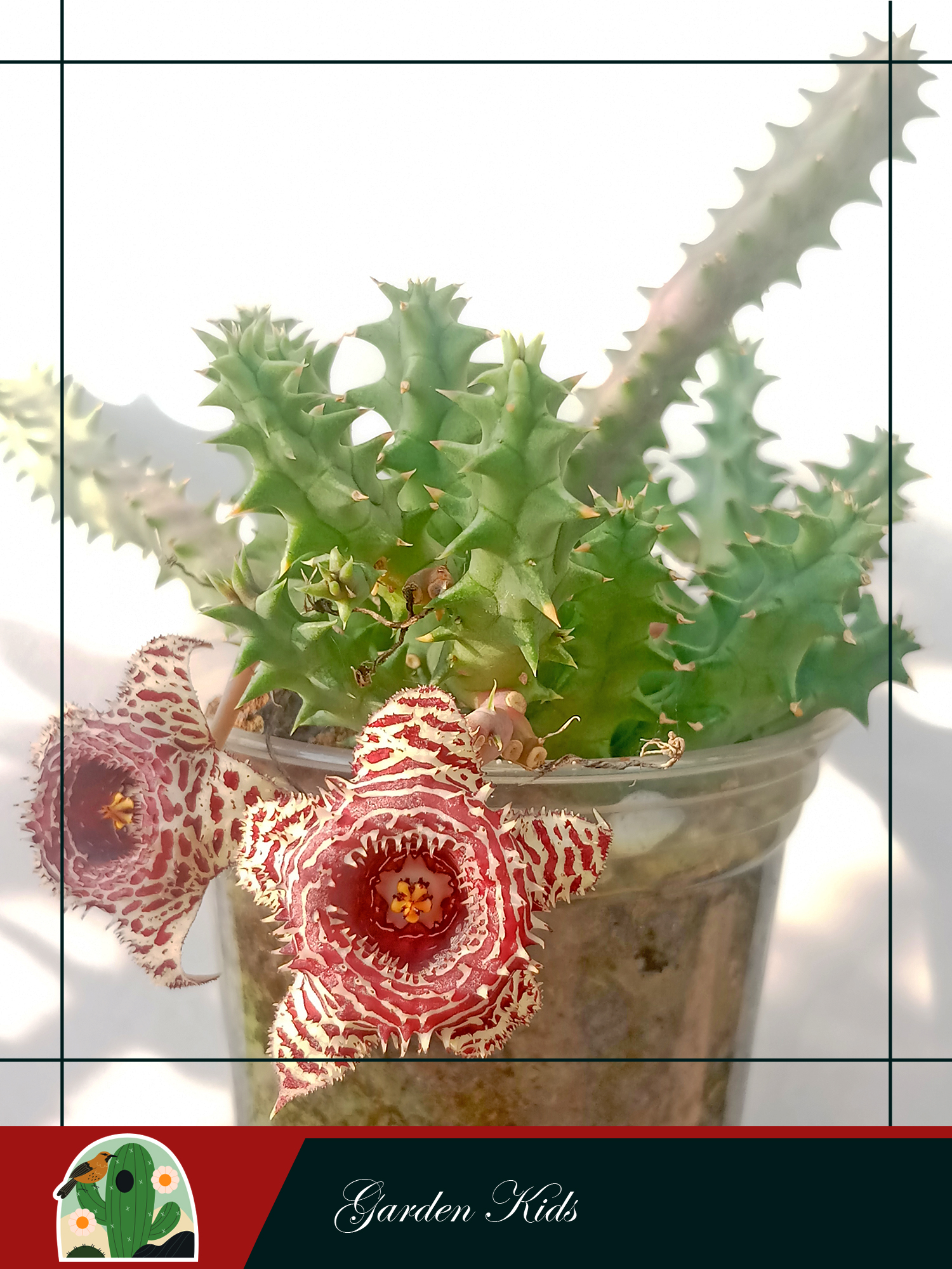 Xương rồng sao biển hoa chấm bi đỏ (Huernia Korat Tiger)