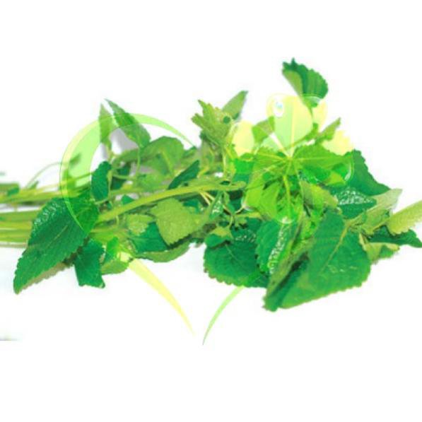 Hạt giống rau kinh giới - gói 1g