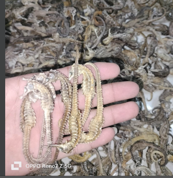 10con Cá ngựa khô (hải mã) 8-9cm