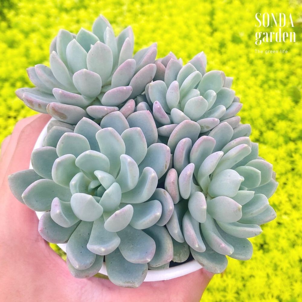 SEN ĐÁ RUBY TRẮNG SIZE TRUNG BÌNH SIÊU KHỎE ĐẸP LỖI 1 ĐỔI 1
