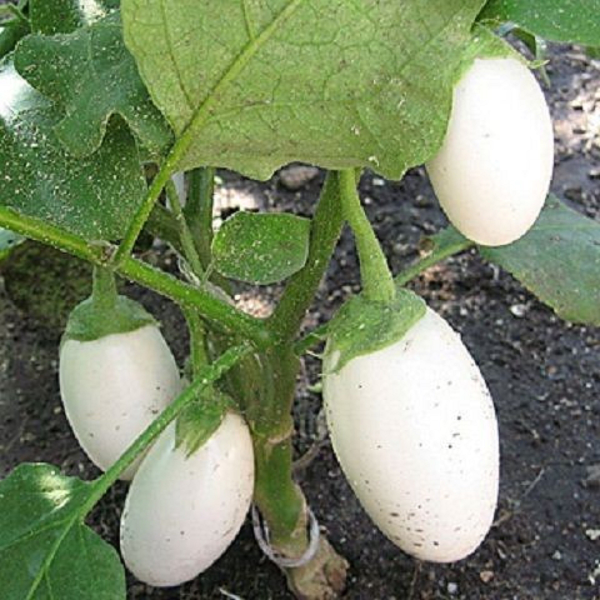 Hạt giống cà pháo trái nhỏ - gói 1 gram
