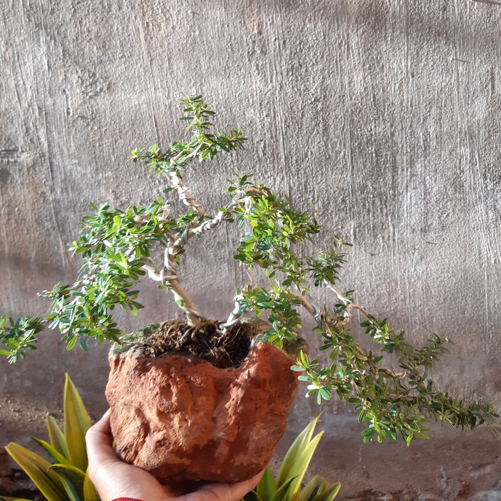 linh sam bonsai non bộ đá