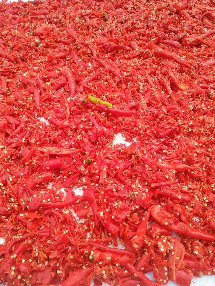 500gram Ớt Bột Nguyên Chất 100%, Ớt Bột Khô (Quảng Trị) (Nhà Làm)