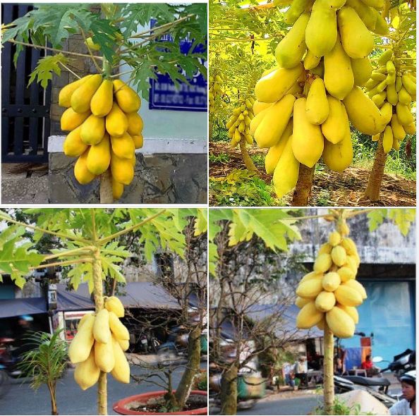 Hạt giống đu đủ da vàng ( 1 gói 5 hạt + 1 gói thuốckích hạt nảy mầm )