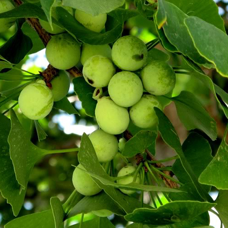 Bạch quả (gói 1kg) - DB113