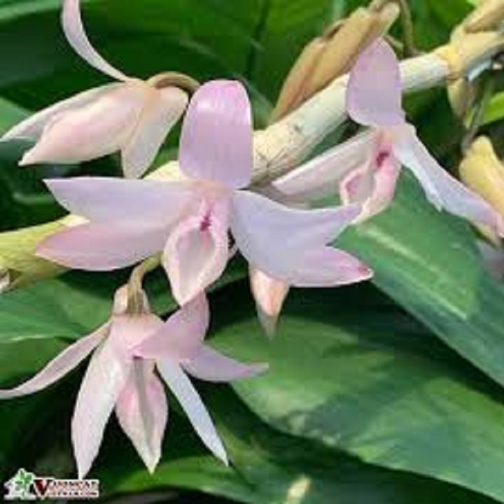 Cây giống hoa mỹ nhân