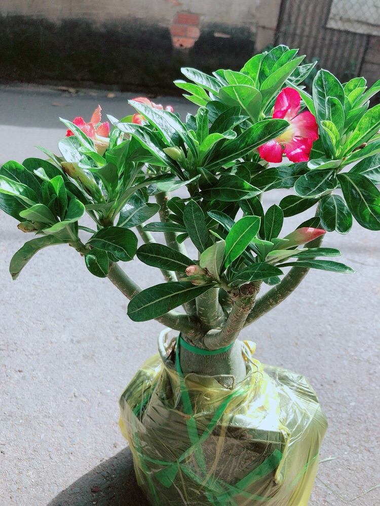 Cây Sứ Thái Gốc Đẹp